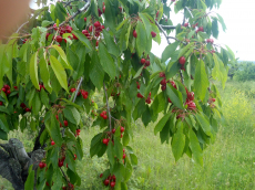 Thracian legends organic cherries